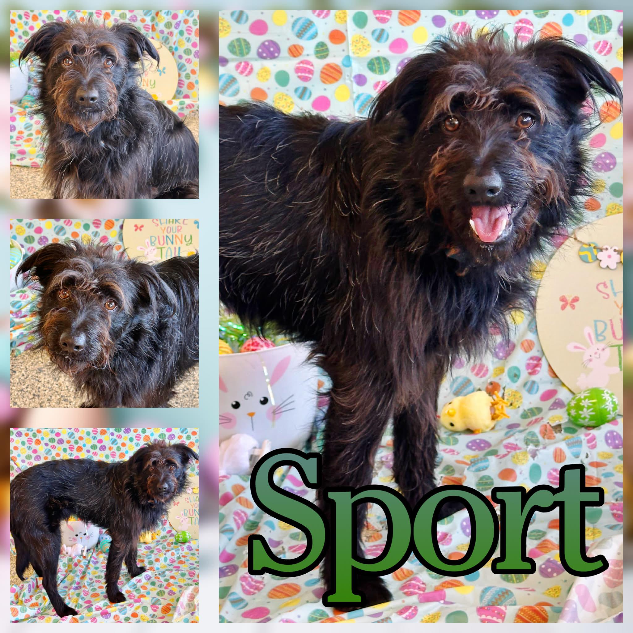 Enlarge Sport, a ADOPTABLE mixed breed in Hatfield, PA image 1/1