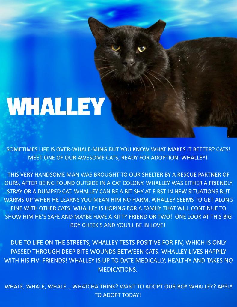 Enlarge Whalley, a Adoptable mixed breed in Meriden, CT image 1/3