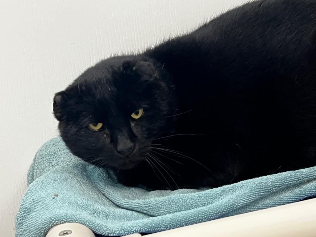 Enlarge Whalley, a Adoptable mixed breed in Meriden, CT image 2/3