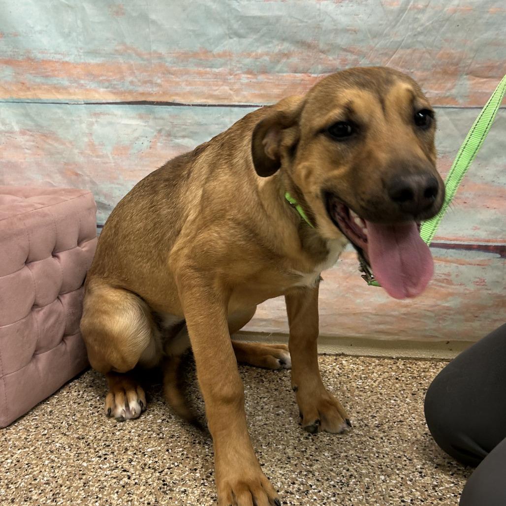 Poppy, Adoptable, Young Female Mixed Breed.