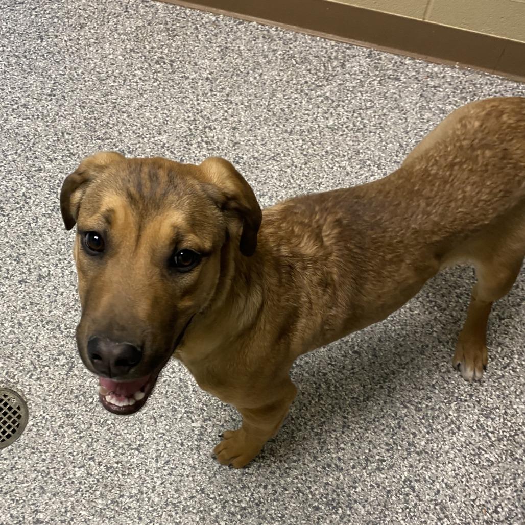 Enlarge Poppy, a Adoptable Mixed Breed in Cheyenne, WY image 2/2