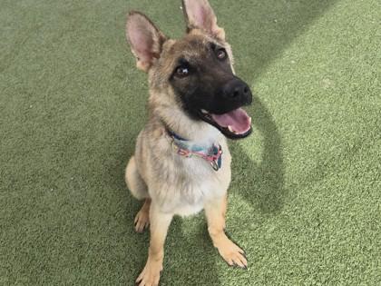 Chester — thumbnail 2