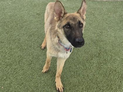 Chester — thumbnail 3