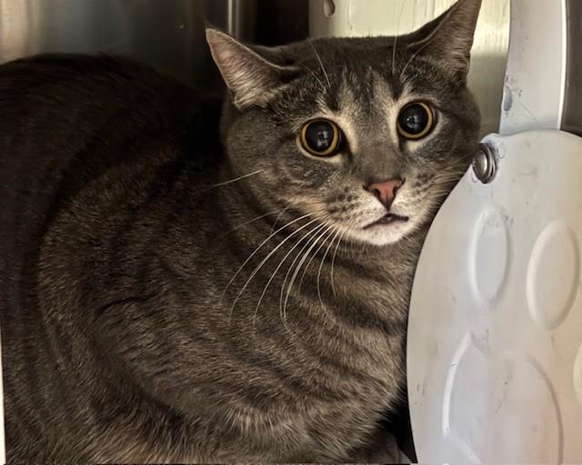 Enlarge SMOKEY, a Adoptable Domestic Short Hair in Olathe, KS image 1/1