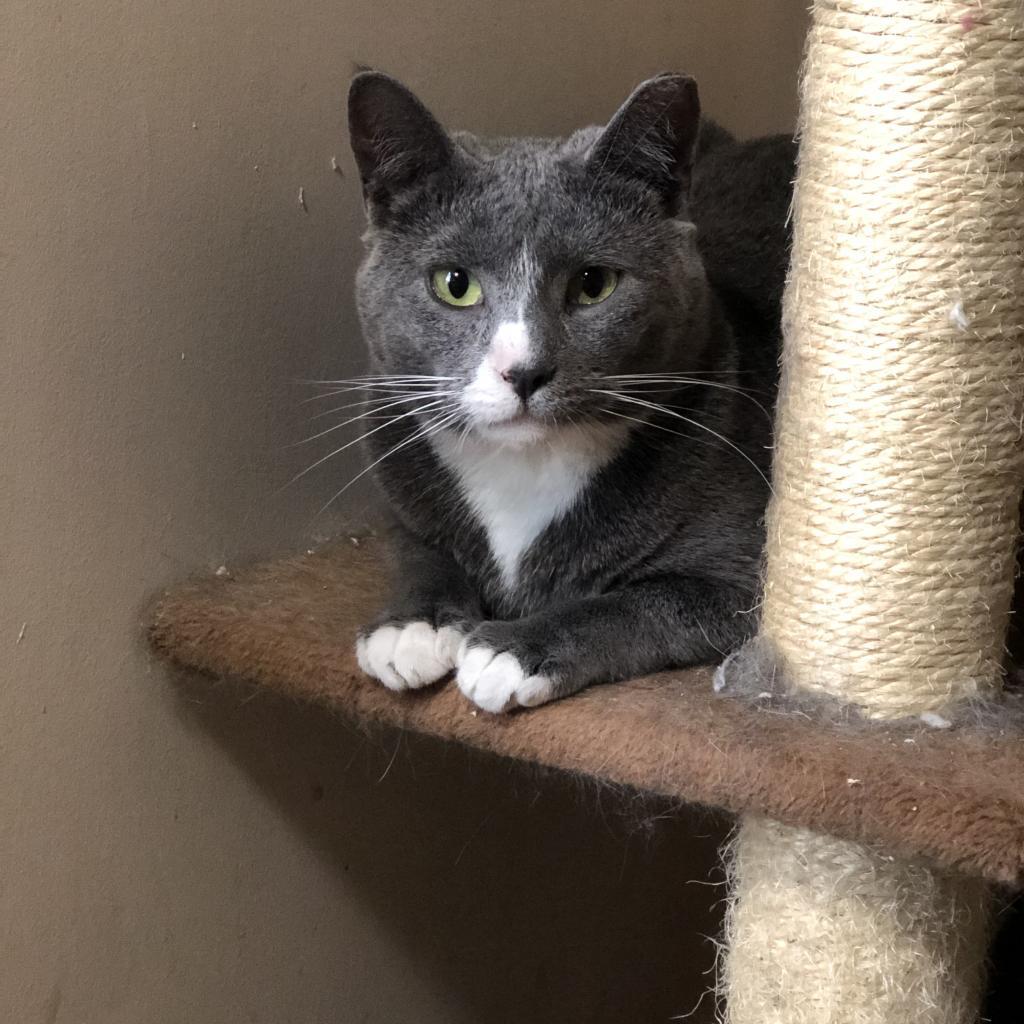 Greyjoy - Barn/Working Cat, a Adoptable mixed breed in ATOKA, TN image 1/5