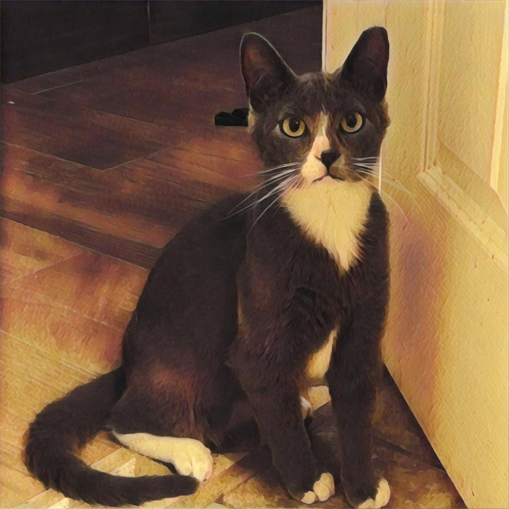 Greyjoy - Barn/Working Cat, a Adoptable mixed breed in ATOKA, TN image 3/5