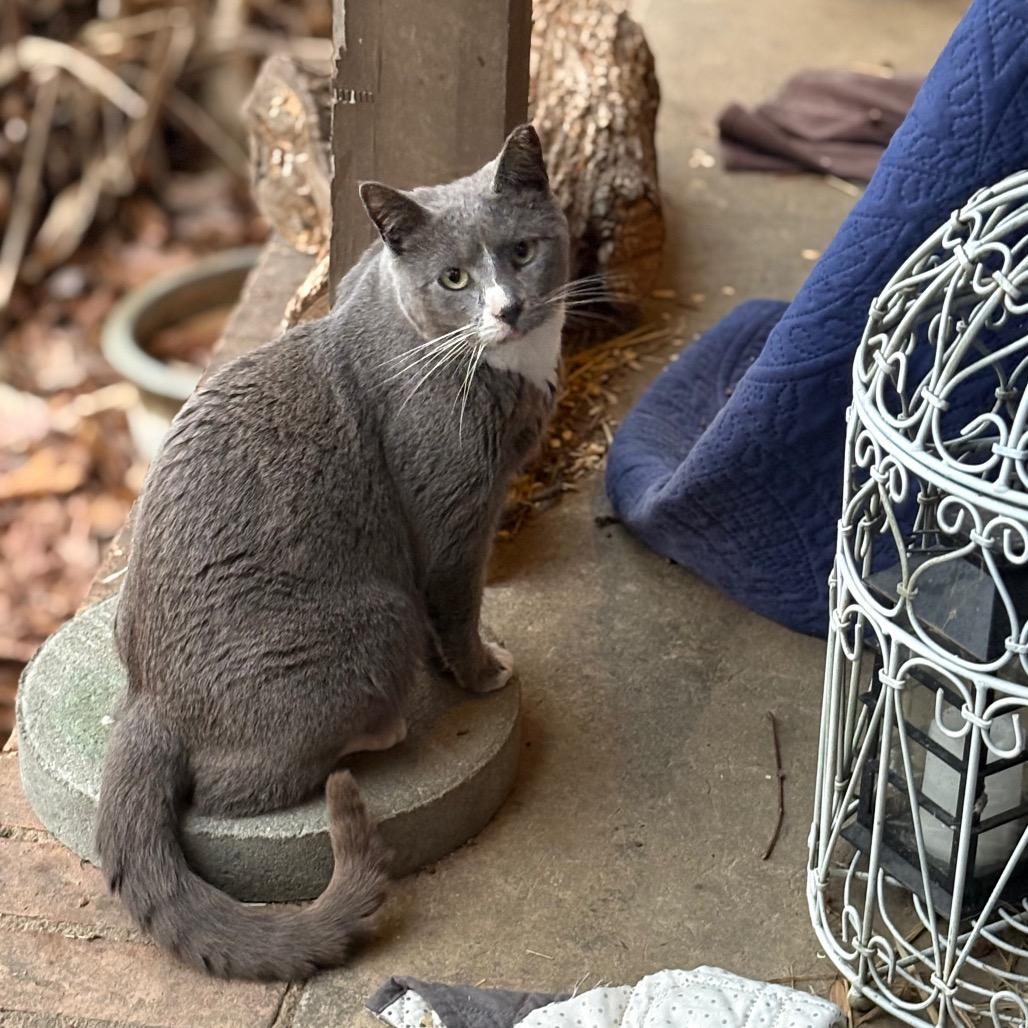 Greyjoy - Barn/Working Cat, a Adoptable mixed breed in ATOKA, TN image 4/5