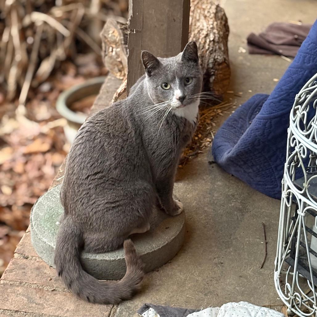 Greyjoy - Barn/Working Cat, a Adoptable mixed breed in ATOKA, TN image 5/5