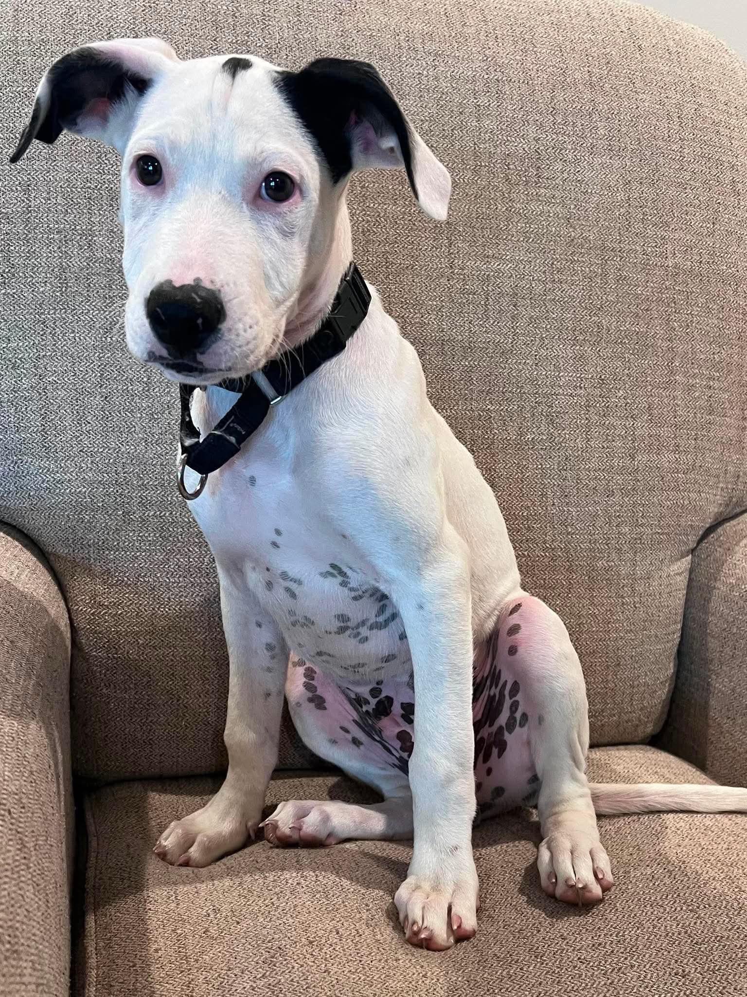 Enlarge Buldan, a ADOPTABLE mixed breed in Ronkonkoma, NY image 2/2