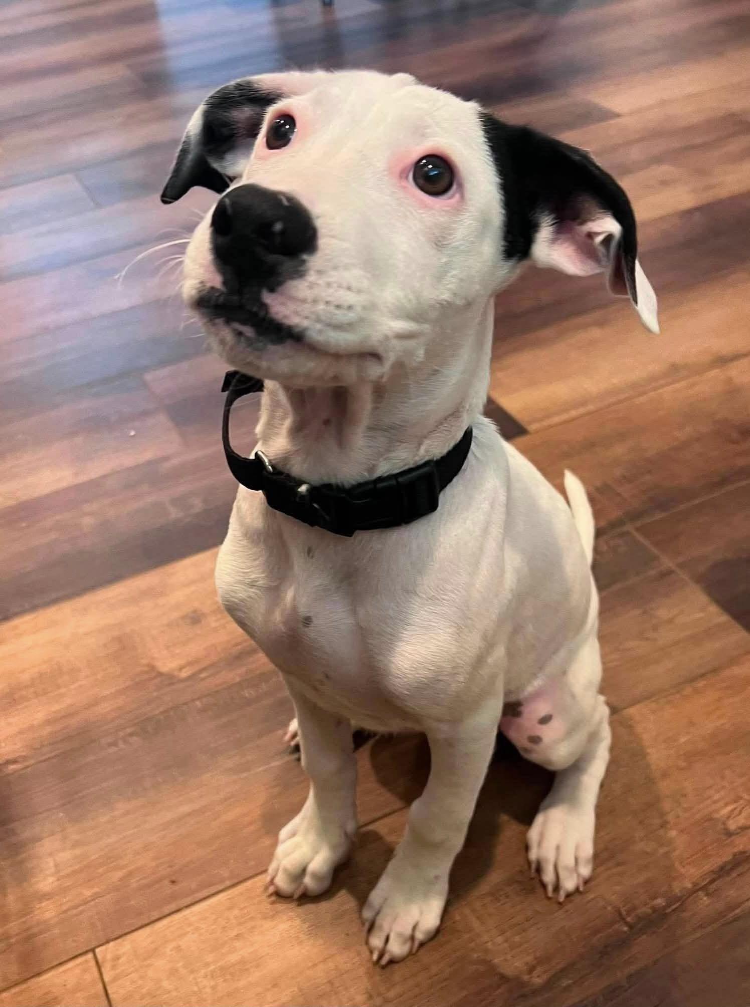 Buldan, ADOPTABLE, Puppy Male Mixed Breed.