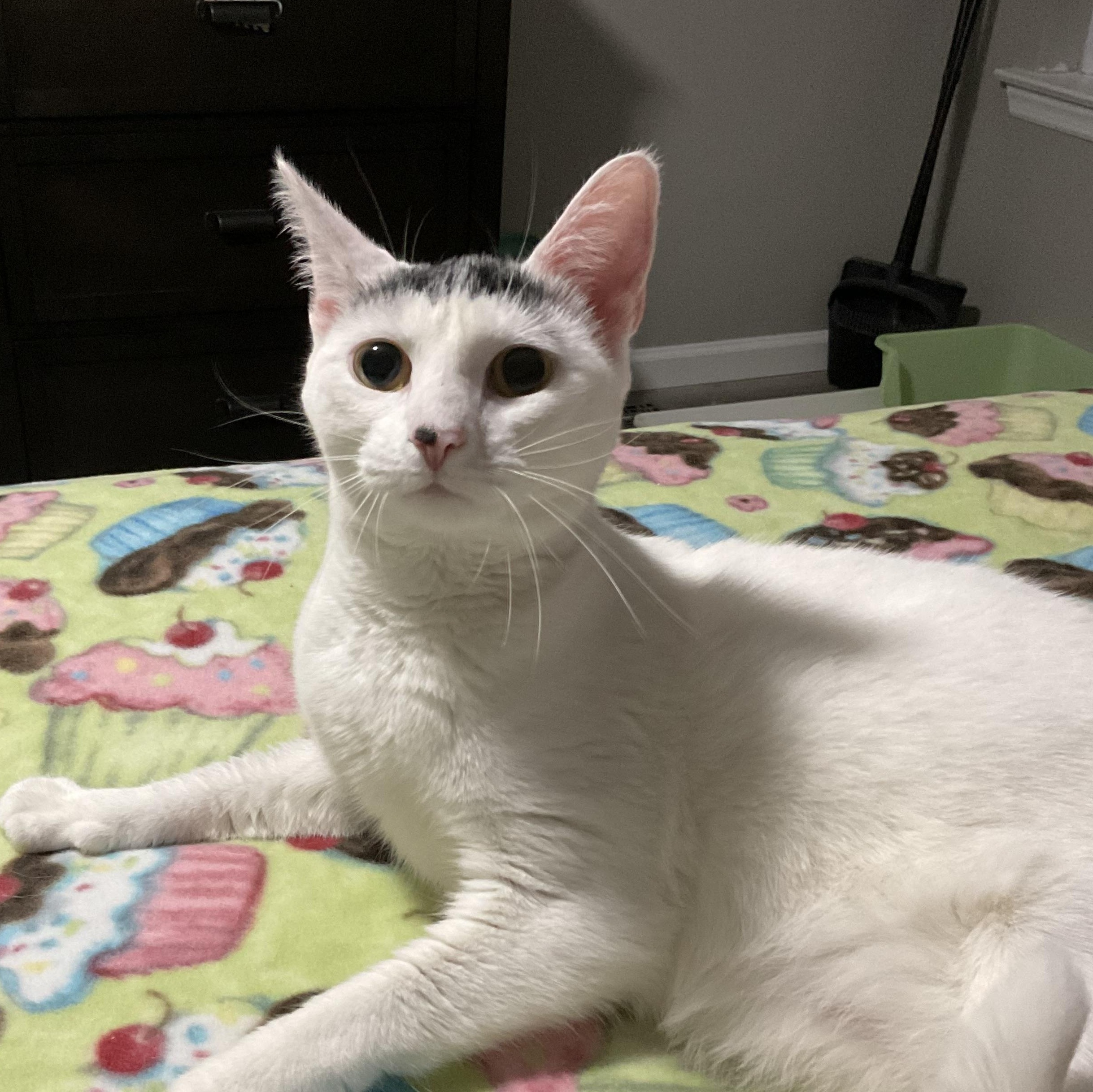 Enlarge KitKat, a ADOPTABLE Domestic Short Hair in Sewell, NJ image 1/3