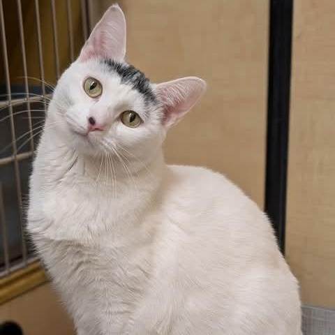 KitKat, adoptable, Young Female Domestic Short Hair.