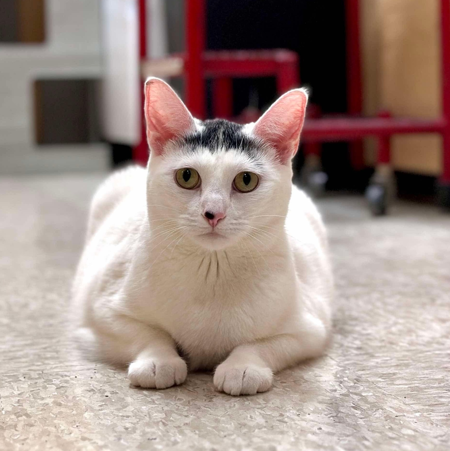 Enlarge KitKat, an adoptable Domestic Short Hair in Sewell, NJ image 6/6