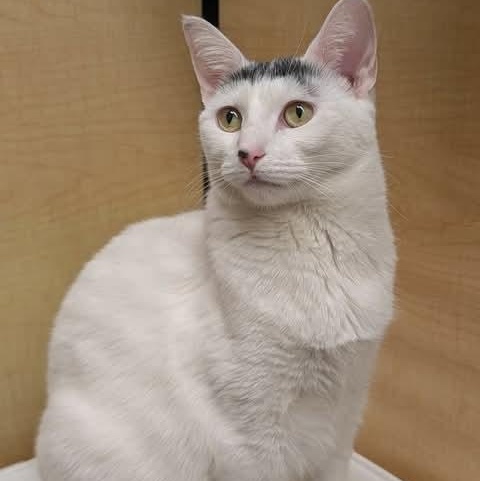 Enlarge KitKat, an adoptable Domestic Short Hair in Sewell, NJ image 5/6