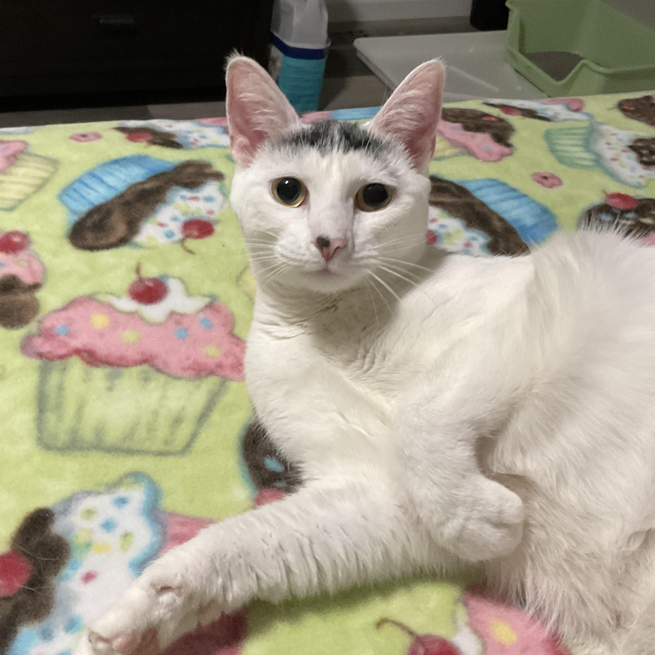 Enlarge KitKat, a ADOPTABLE Domestic Short Hair in Sewell, NJ image 2/3