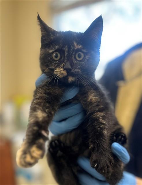 Enlarge ELIZABETH, a Adoptable Domestic Medium Hair in Fort Myers, FL image 1/1