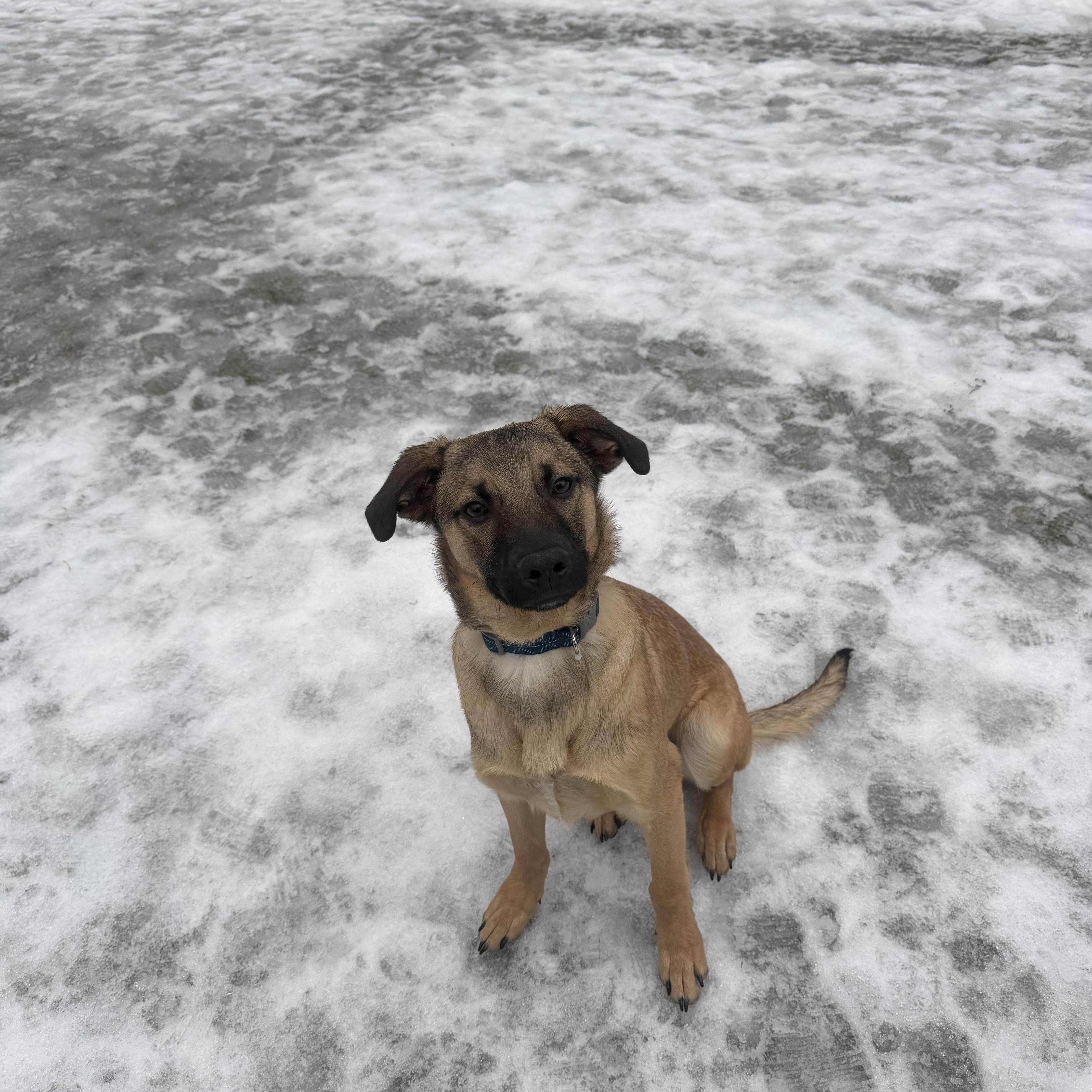 Enlarge Dexter, a Adoptable mixed breed in Weston, MA image 3/6
