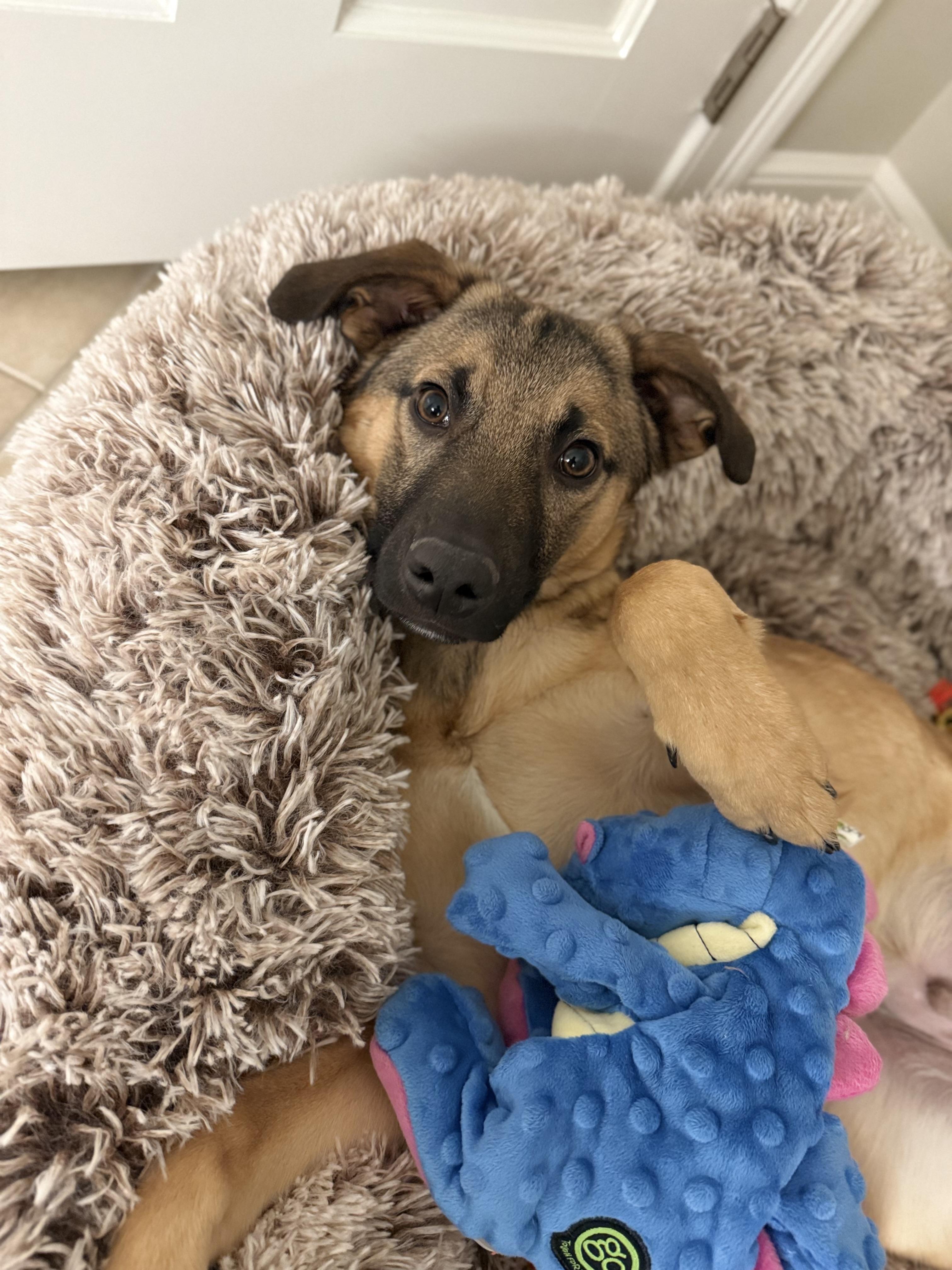 Enlarge Dexter, a Adoptable mixed breed in Weston, MA image 4/6