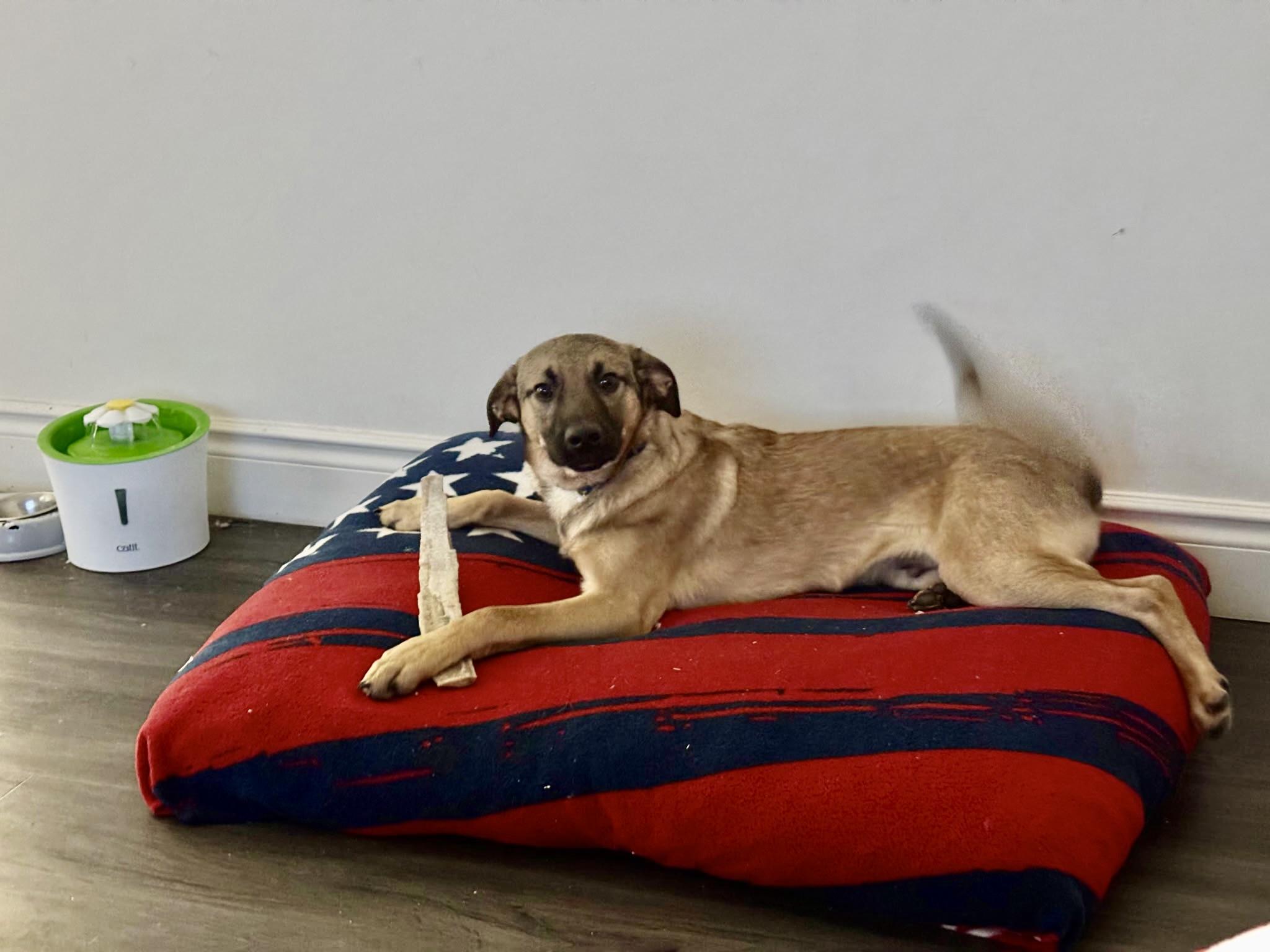 Enlarge Dexter, a Adoptable mixed breed in Weston, MA image 2/6