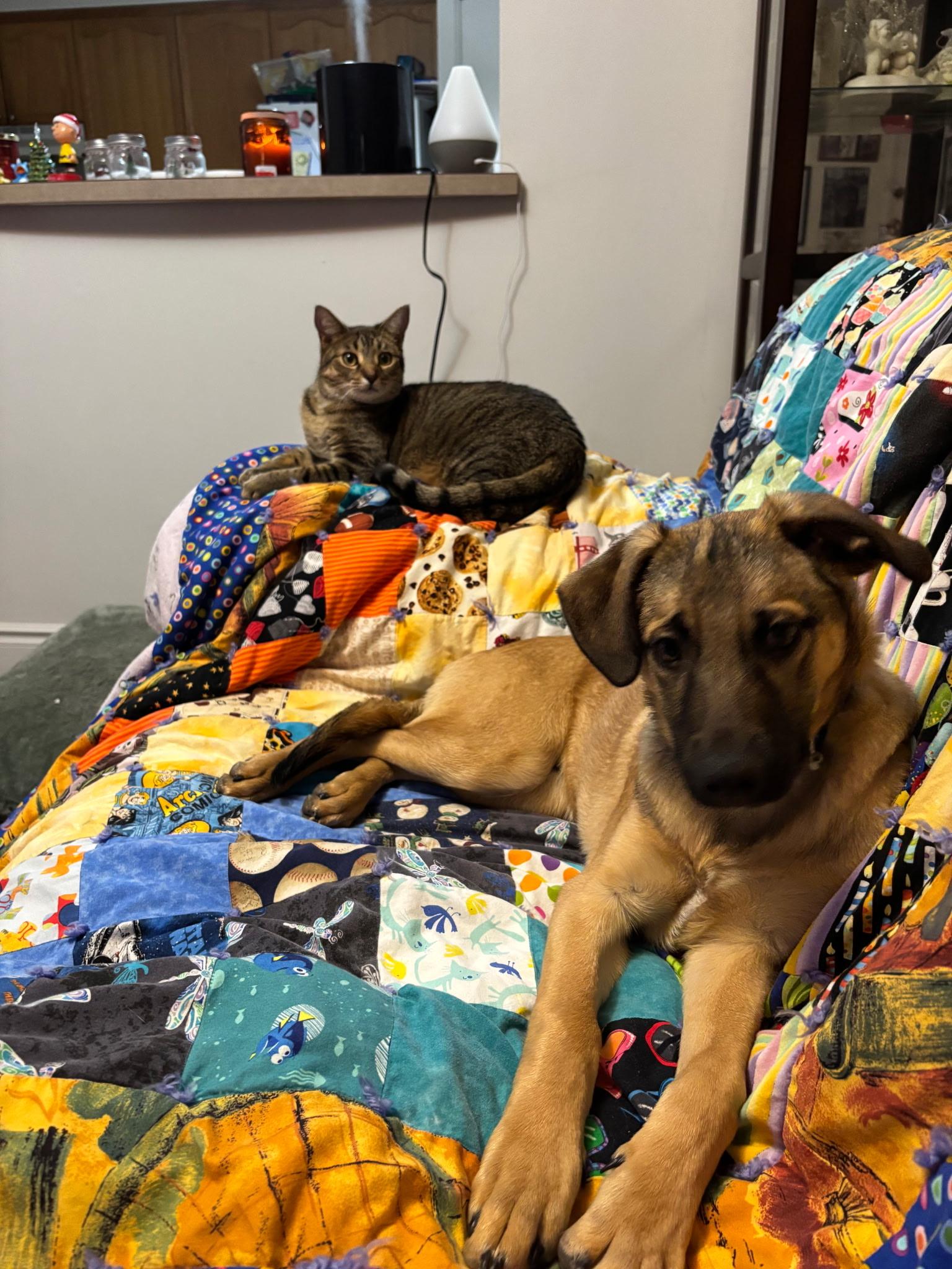 Enlarge Dexter, a Adoptable mixed breed in Weston, MA image 6/6