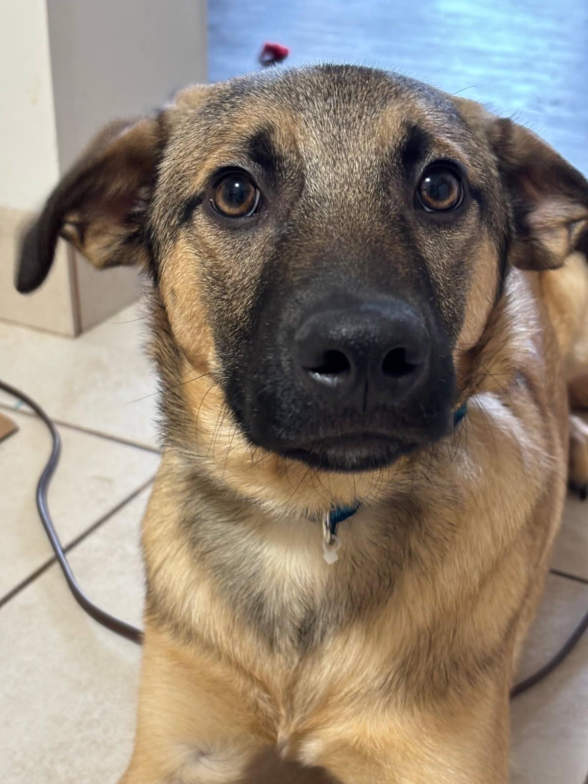 Enlarge Dexter, a Adoptable mixed breed in Weston, MA image 1/6