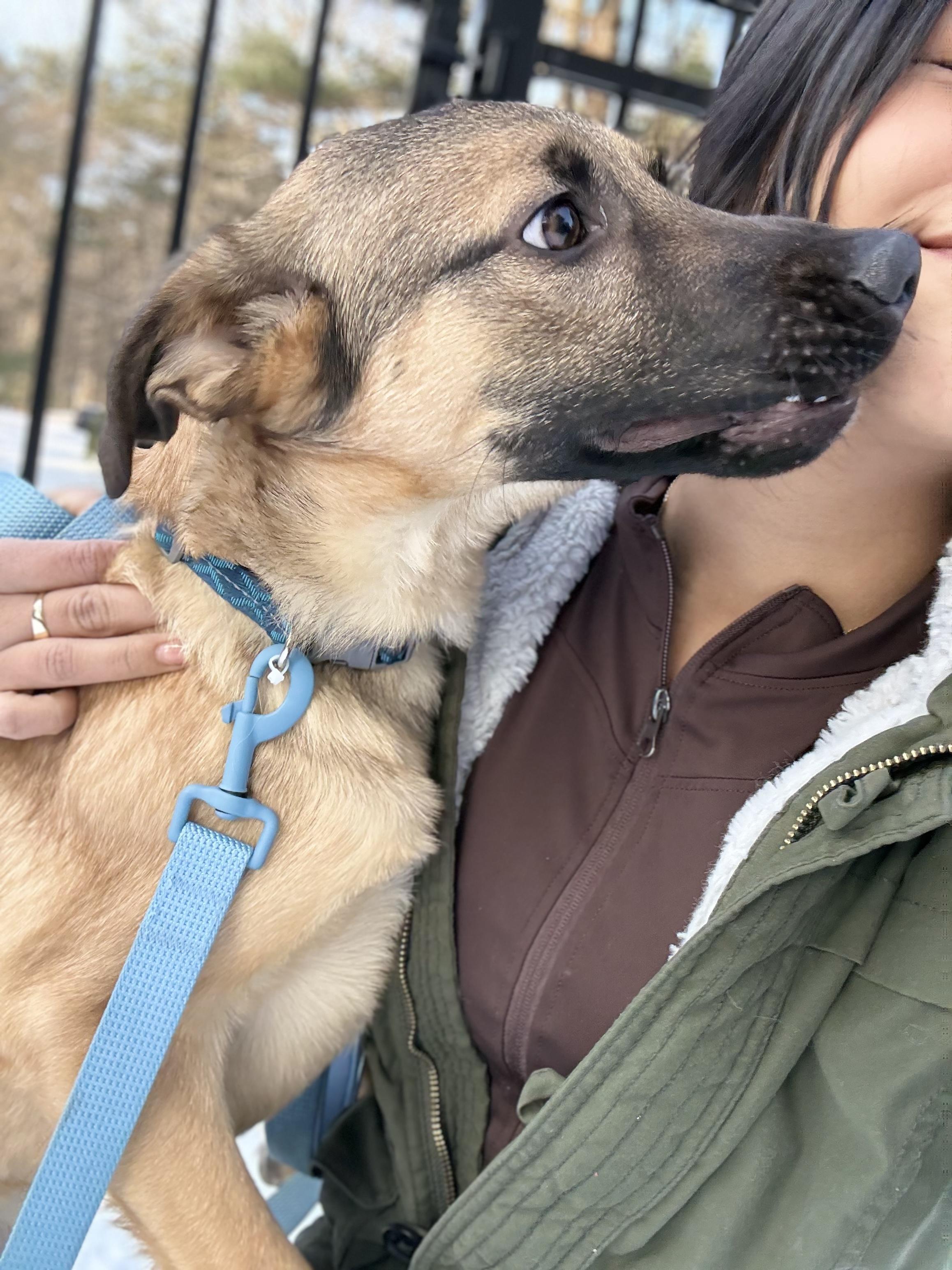 Enlarge Dexter, a Adoptable mixed breed in Weston, MA image 5/6