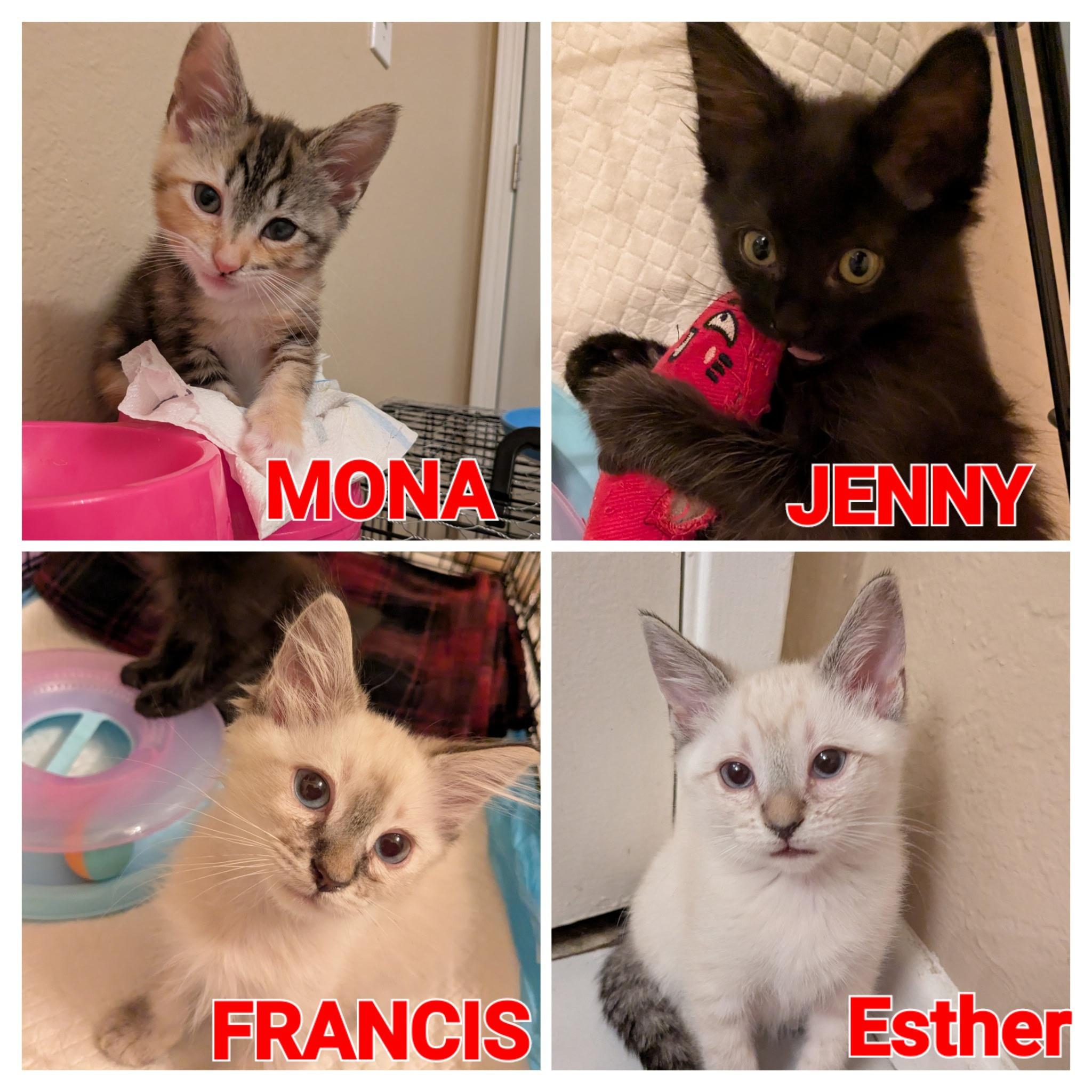 Jenny, Adoptable, Young Female Domestic Short Hair.