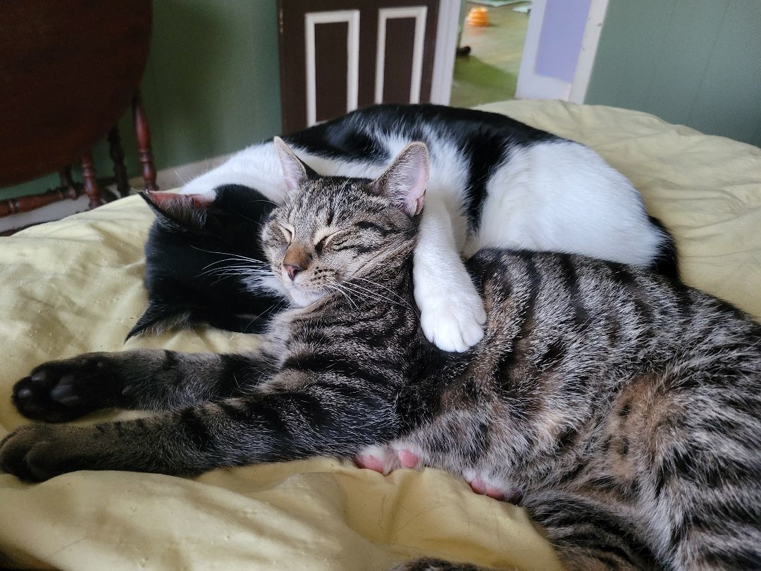 Enlarge Leon, a Adoptable mixed breed in Magnolia, NJ image 9/12