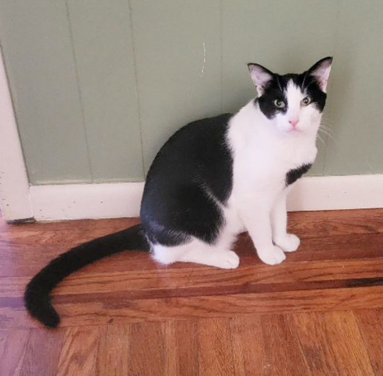 Leon, Adoptable, Adult Male American Shorthair.