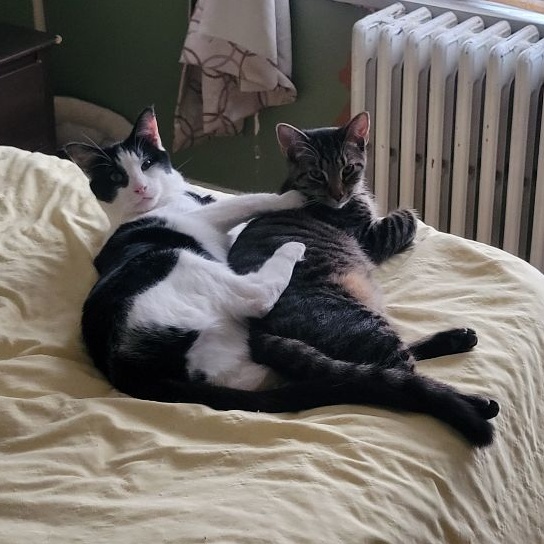 Enlarge Leon, a Adoptable mixed breed in Magnolia, NJ image 10/12