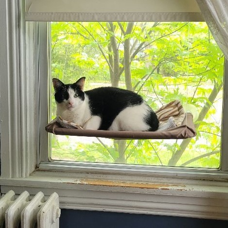 Leon, Adoptable, Adult Male American Shorthair.