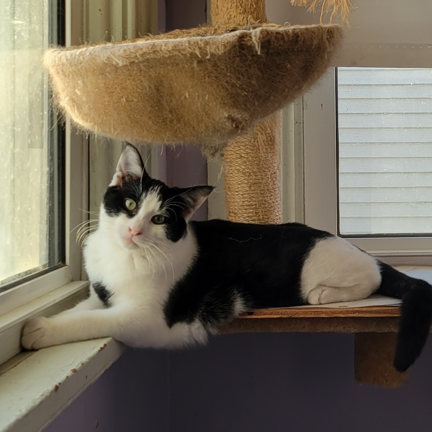 Enlarge Leon, a Adoptable mixed breed in Magnolia, NJ image 11/12