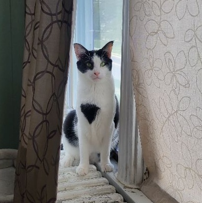 Enlarge Leon, a Adoptable mixed breed in Magnolia, NJ image 12/12