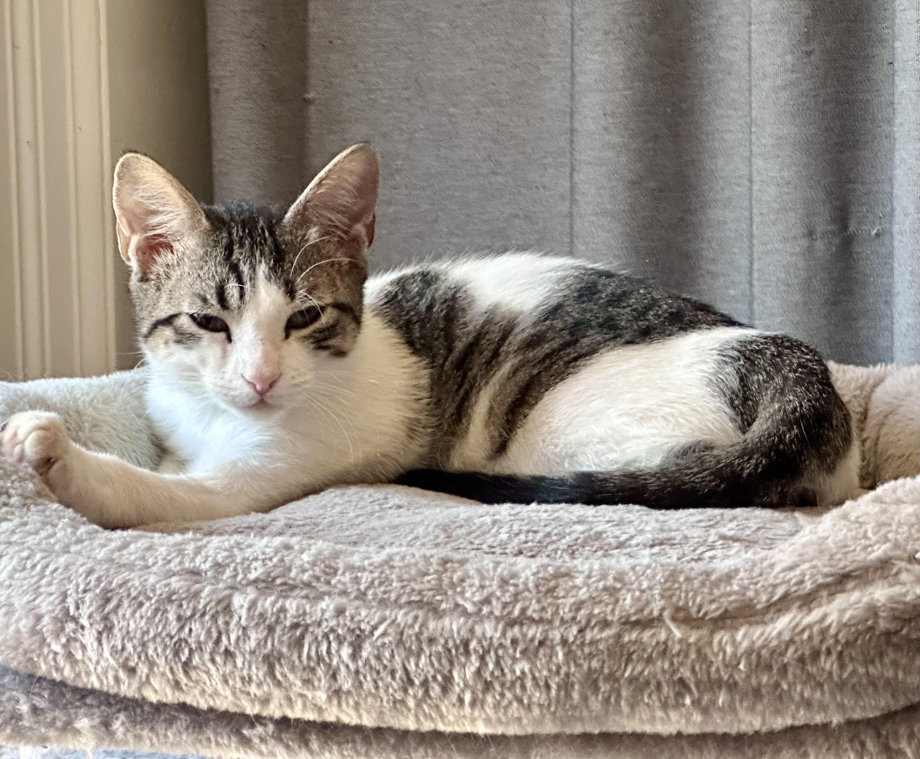 Enlarge Salty , a ADOPTABLE Tabby in Bethel, CT image 6/6