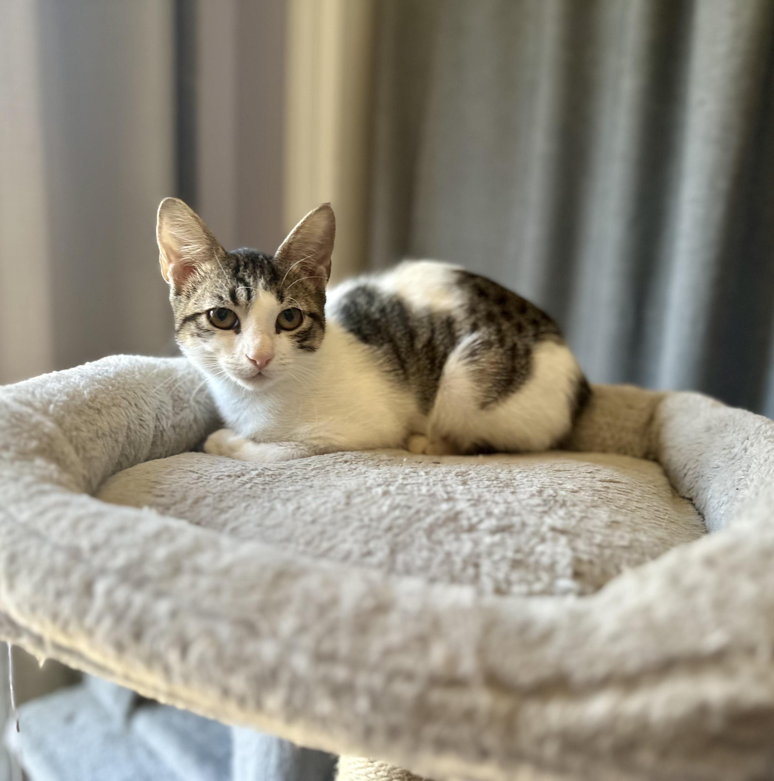 Enlarge Salty , a ADOPTABLE Tabby in Bethel, CT image 2/6