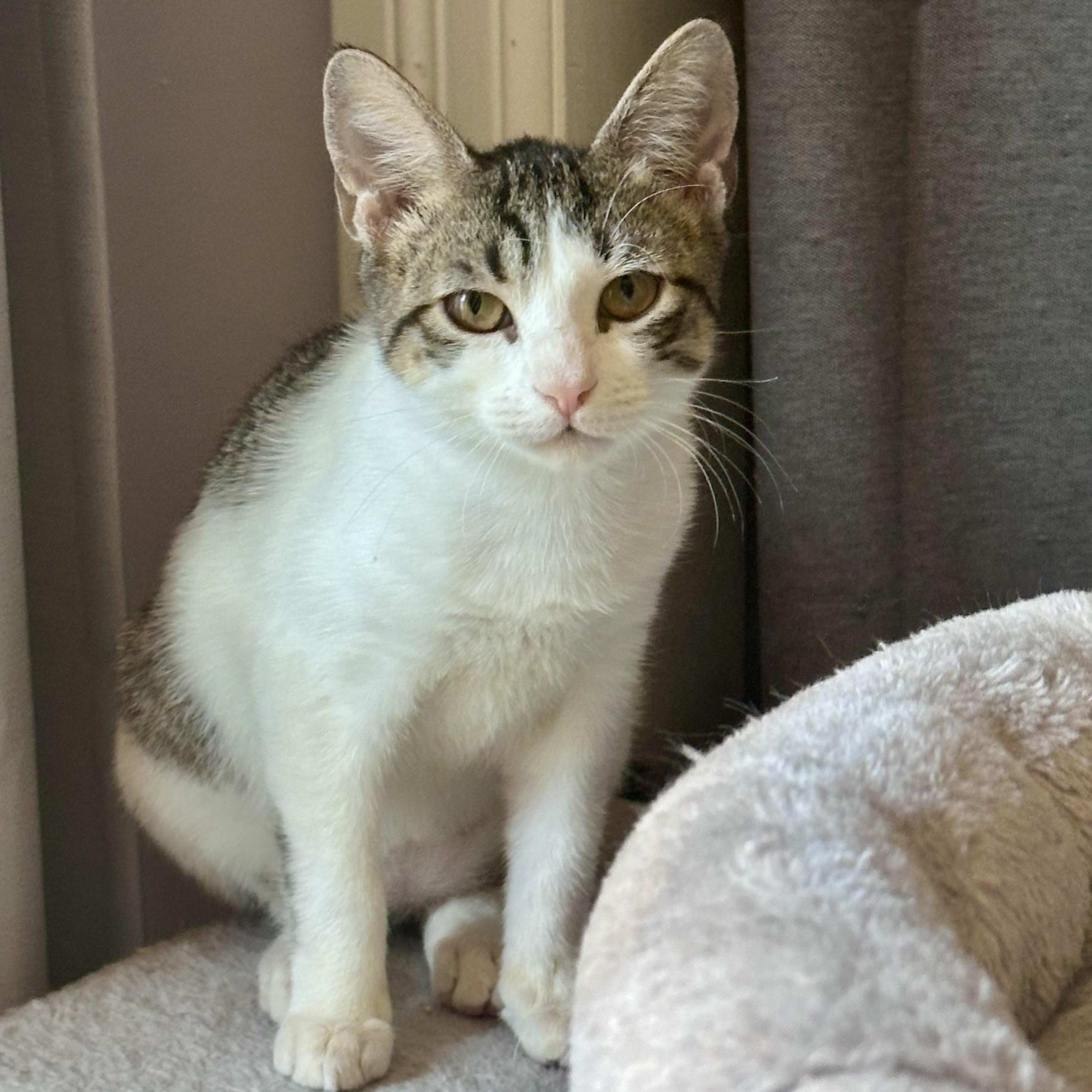 Enlarge Salty , a ADOPTABLE Tabby in Bethel, CT image 1/6