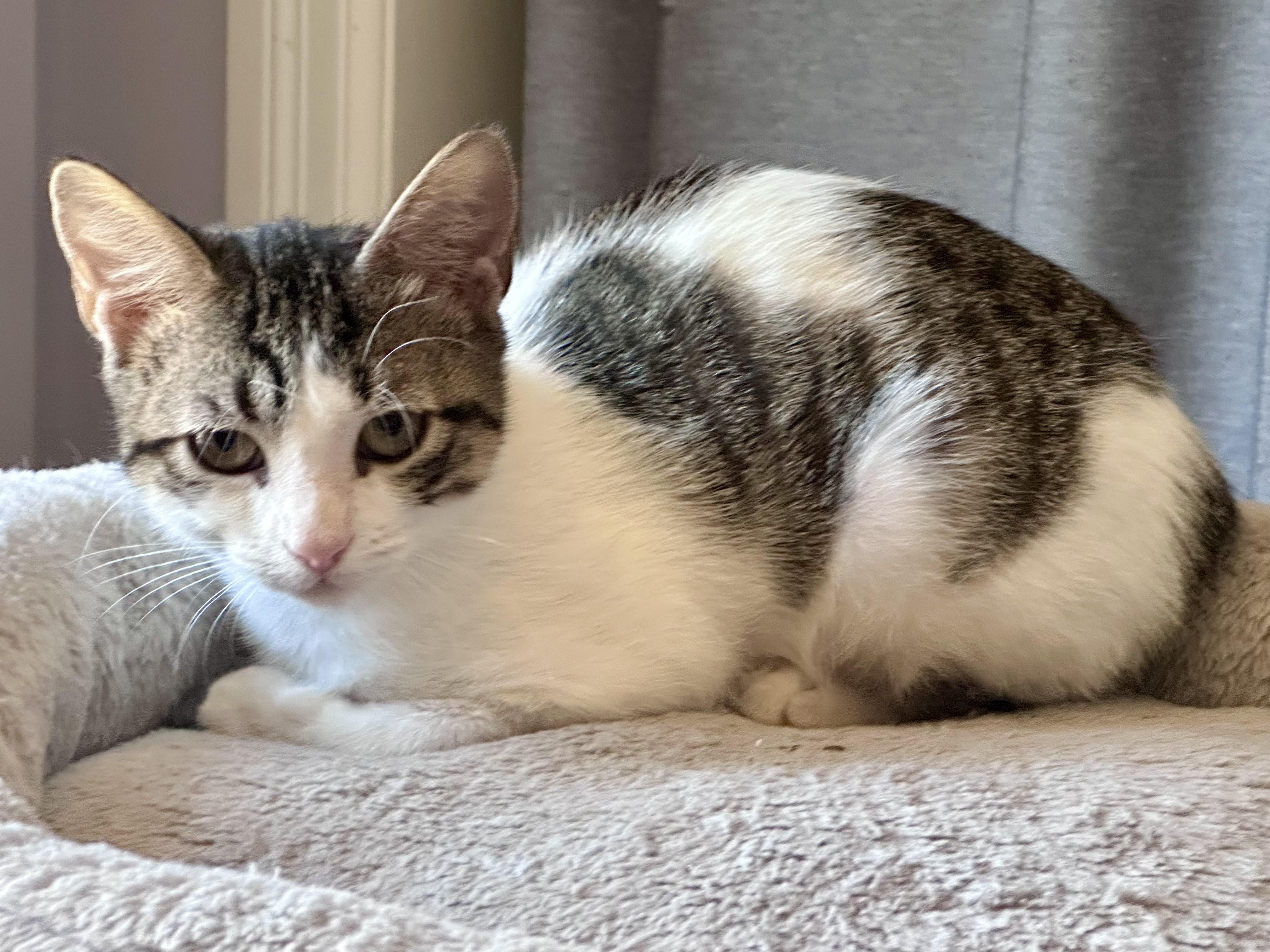 Enlarge Salty , a ADOPTABLE Tabby in Bethel, CT image 3/6