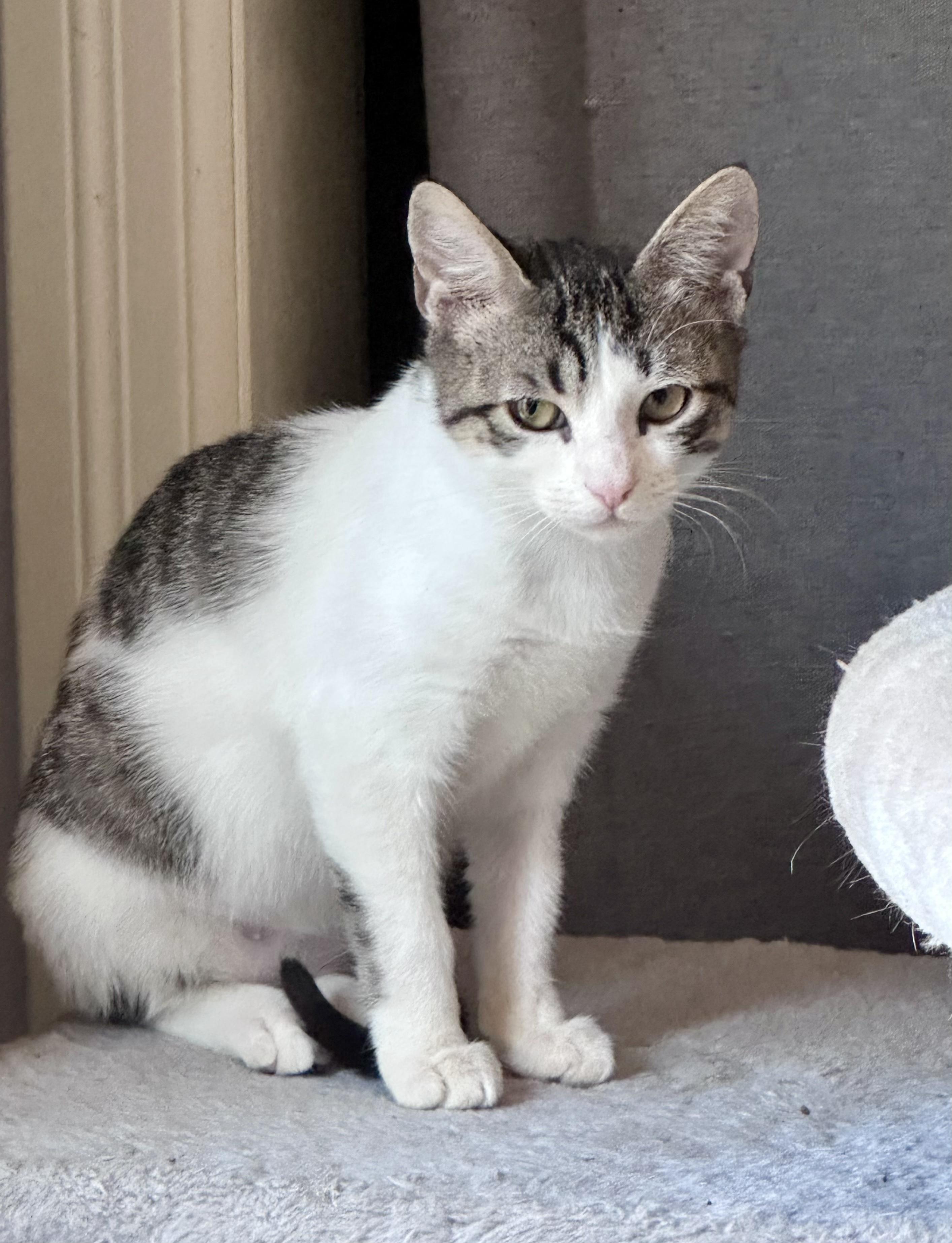 Enlarge Salty , a ADOPTABLE Tabby in Bethel, CT image 4/6