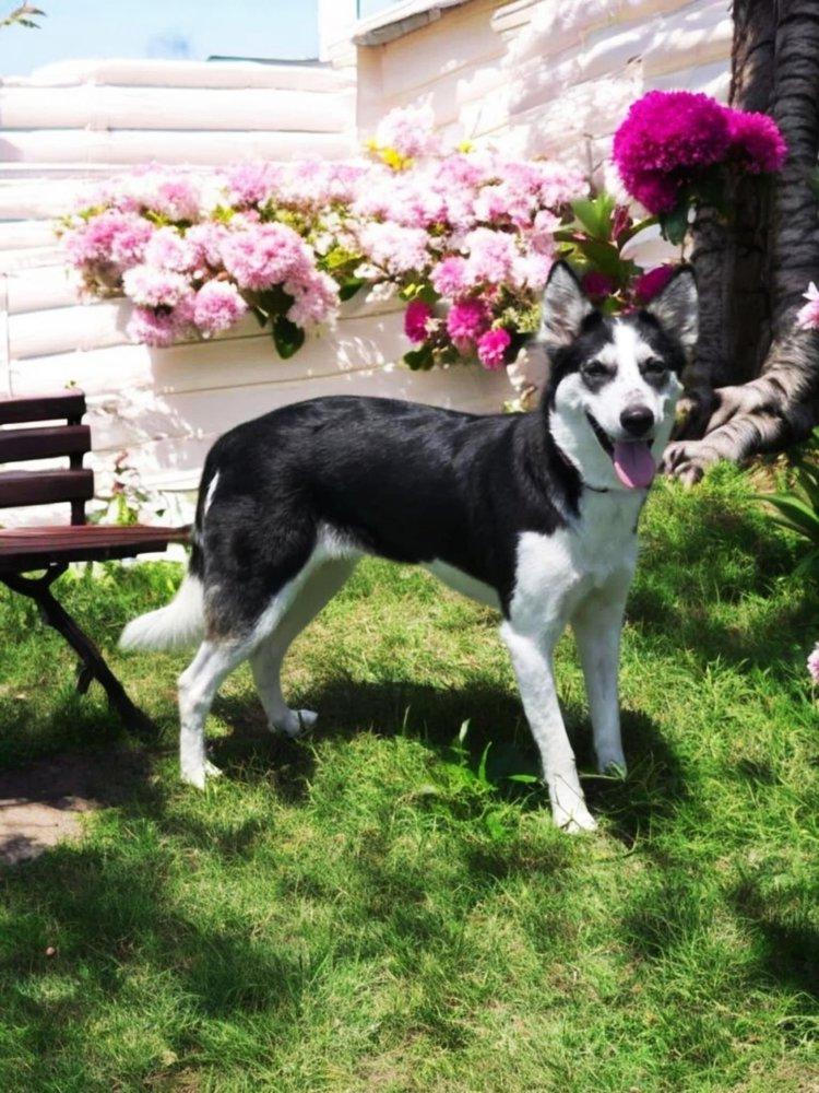 Enlarge Maya, a Adoptable Siberian Husky in Winter Springs, FL image 1/1