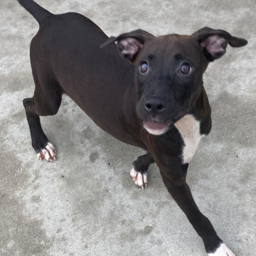 Sparks, Adoptable, Puppy Female Labrador Retriever.