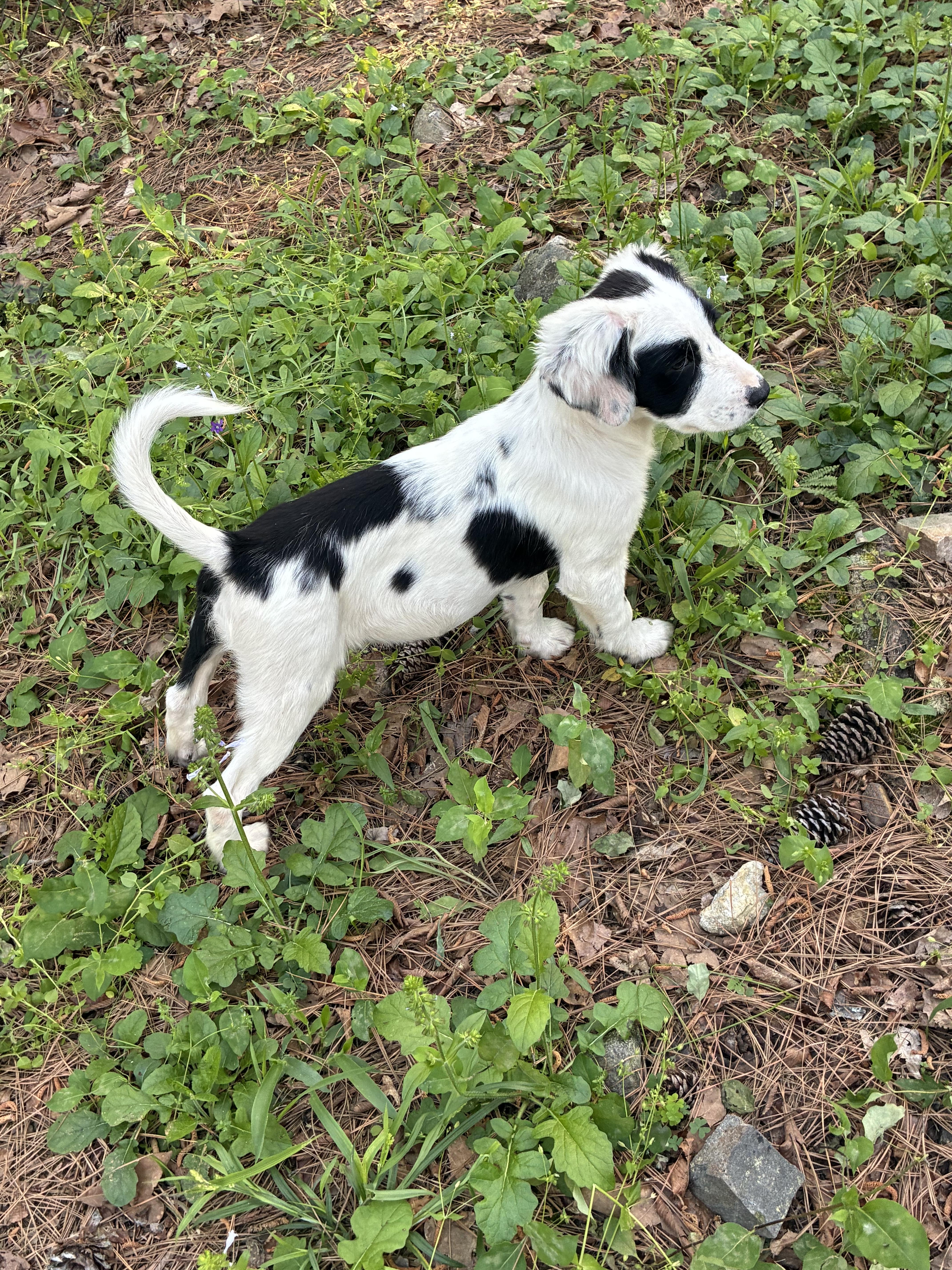 Enlarge Talia - Heaven Sent! , an adopted mixed breed in Willington, CT image 5/5