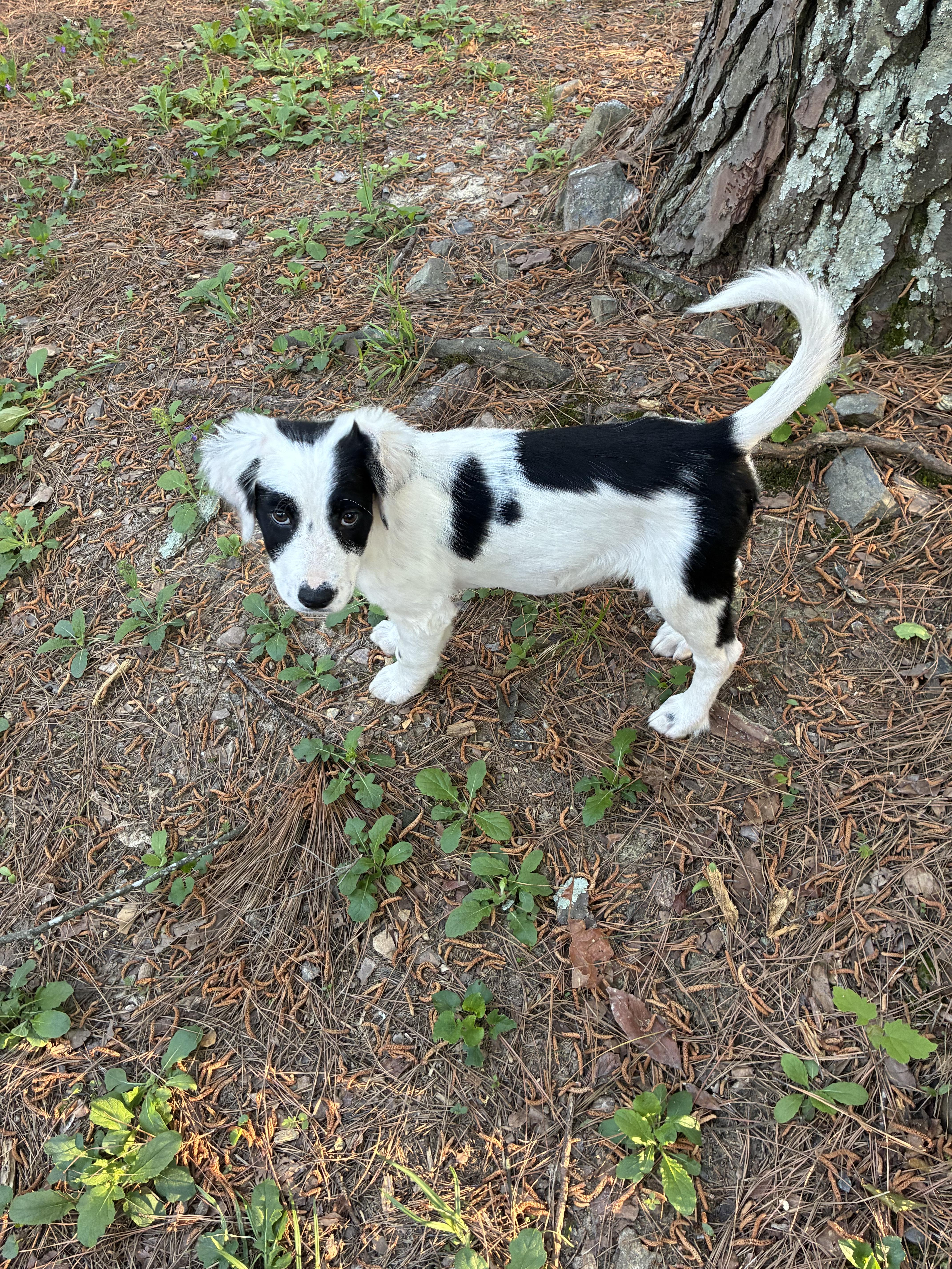 Enlarge Talia - Heaven Sent! , an adopted mixed breed in Willington, CT image 4/5