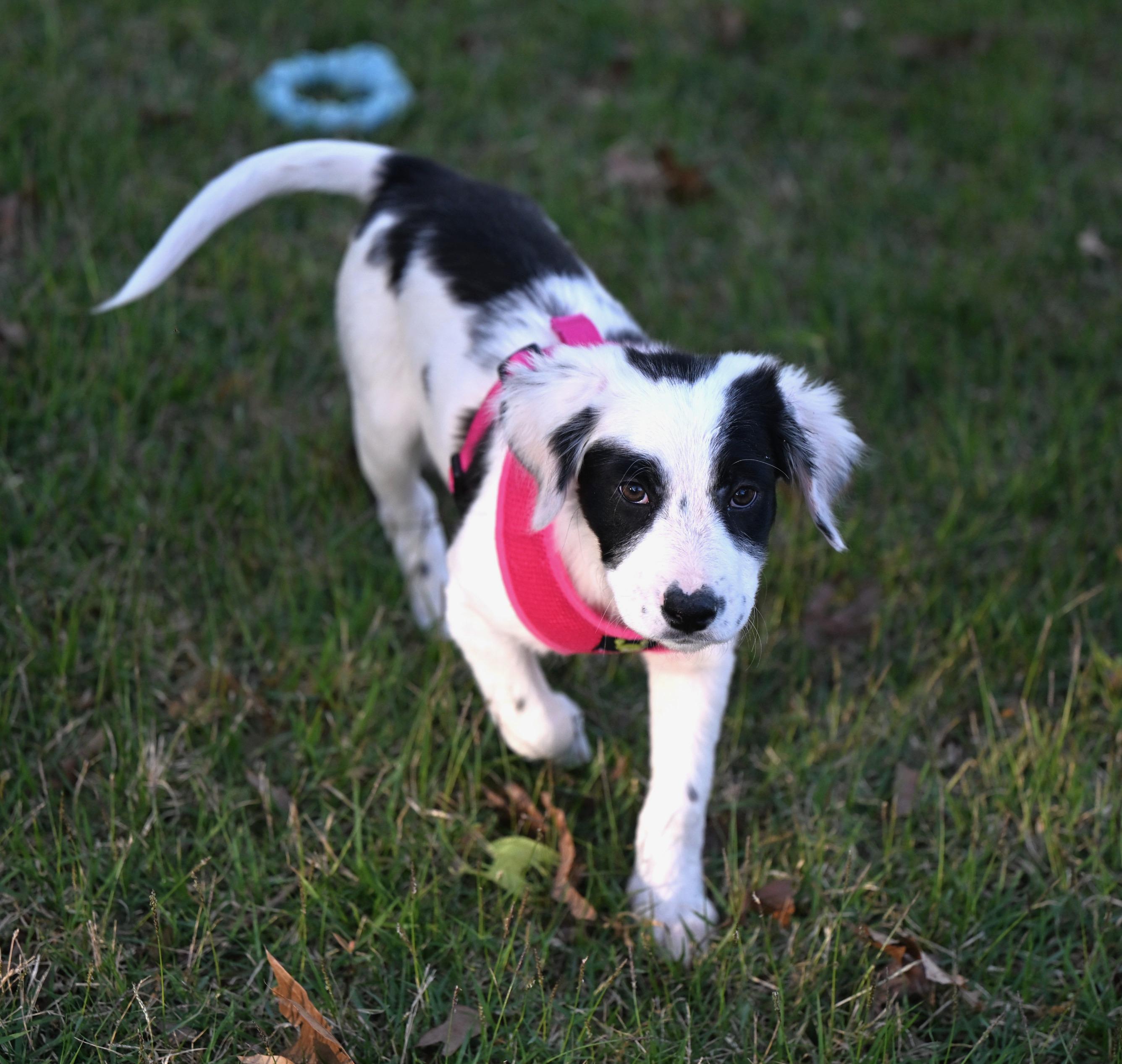 Enlarge Talia - Heaven Sent! , an adopted mixed breed in Willington, CT image 1/5