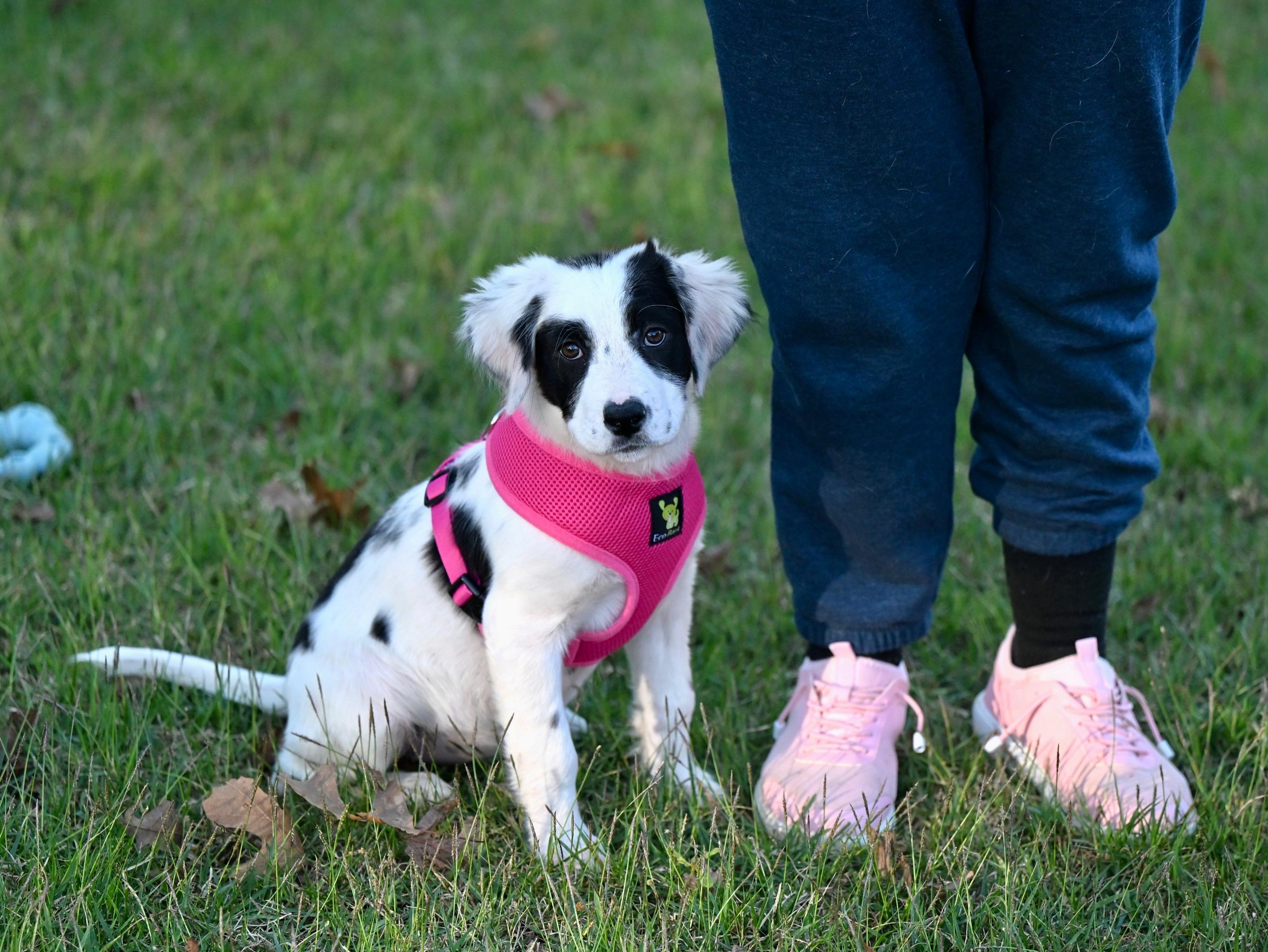 Enlarge Talia - Heaven Sent! , an adopted mixed breed in Willington, CT image 2/5