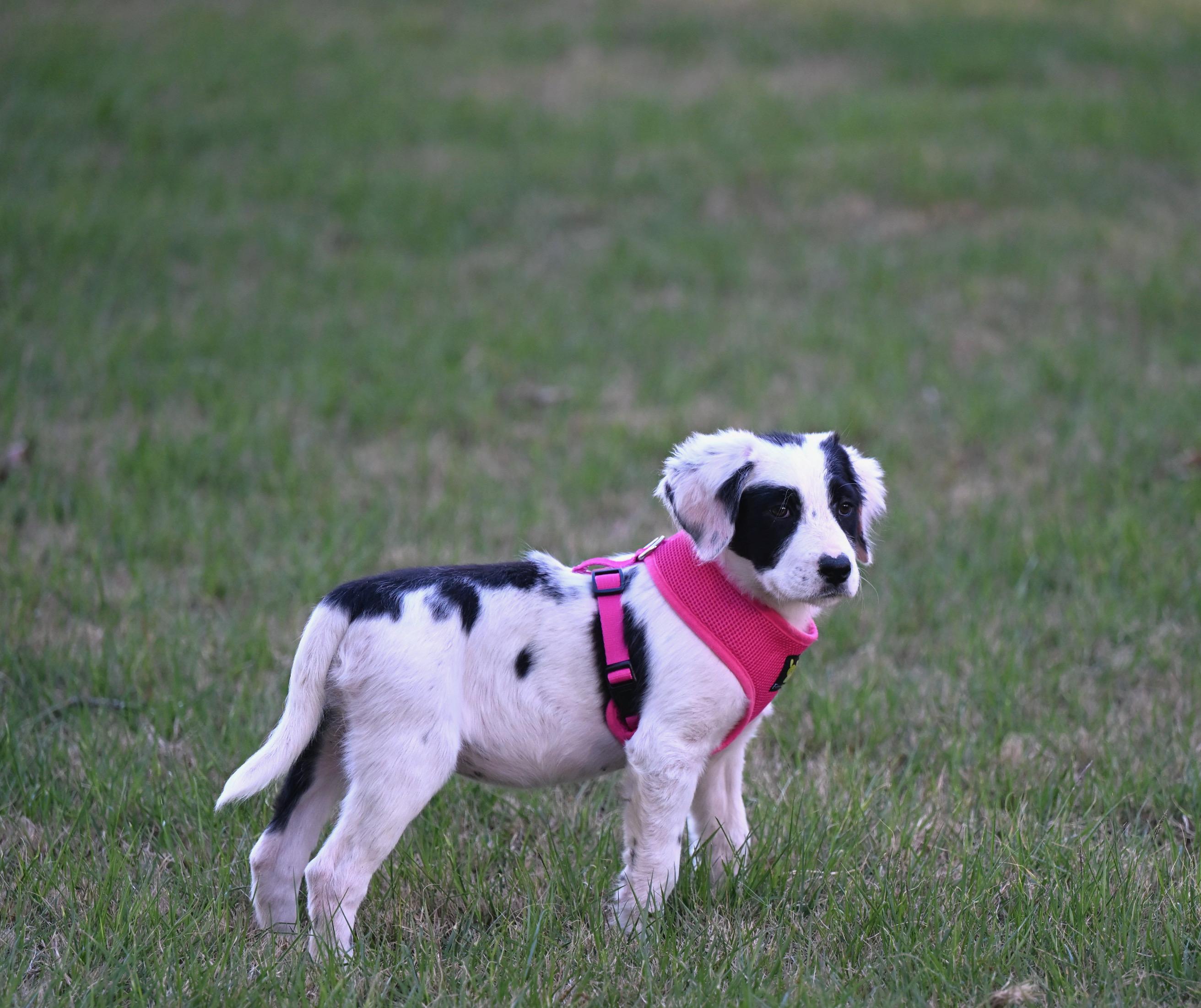 Enlarge Talia - Heaven Sent! , an adopted mixed breed in Willington, CT image 3/5