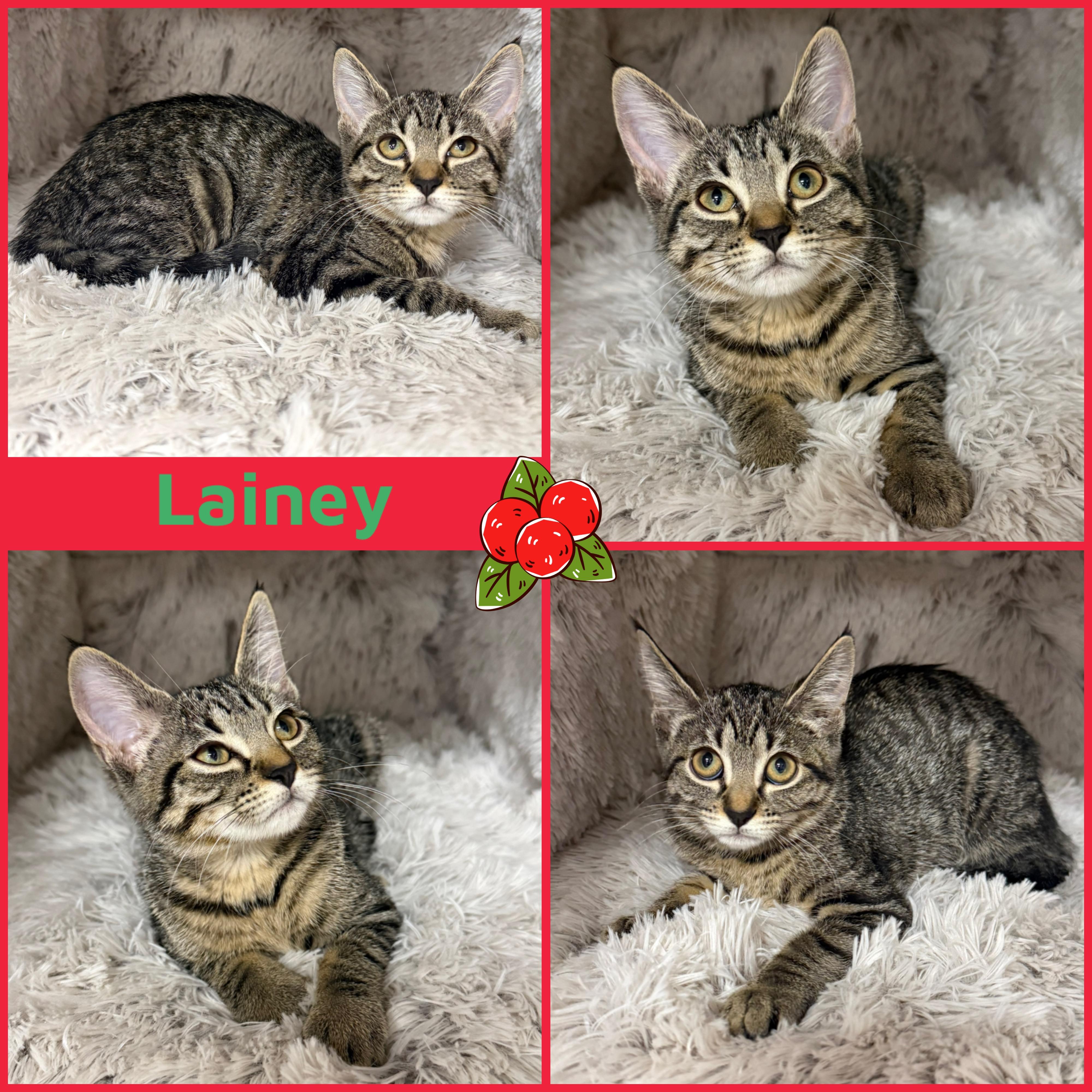 Lainey, Adoptable, Kitten Female Domestic Short Hair.