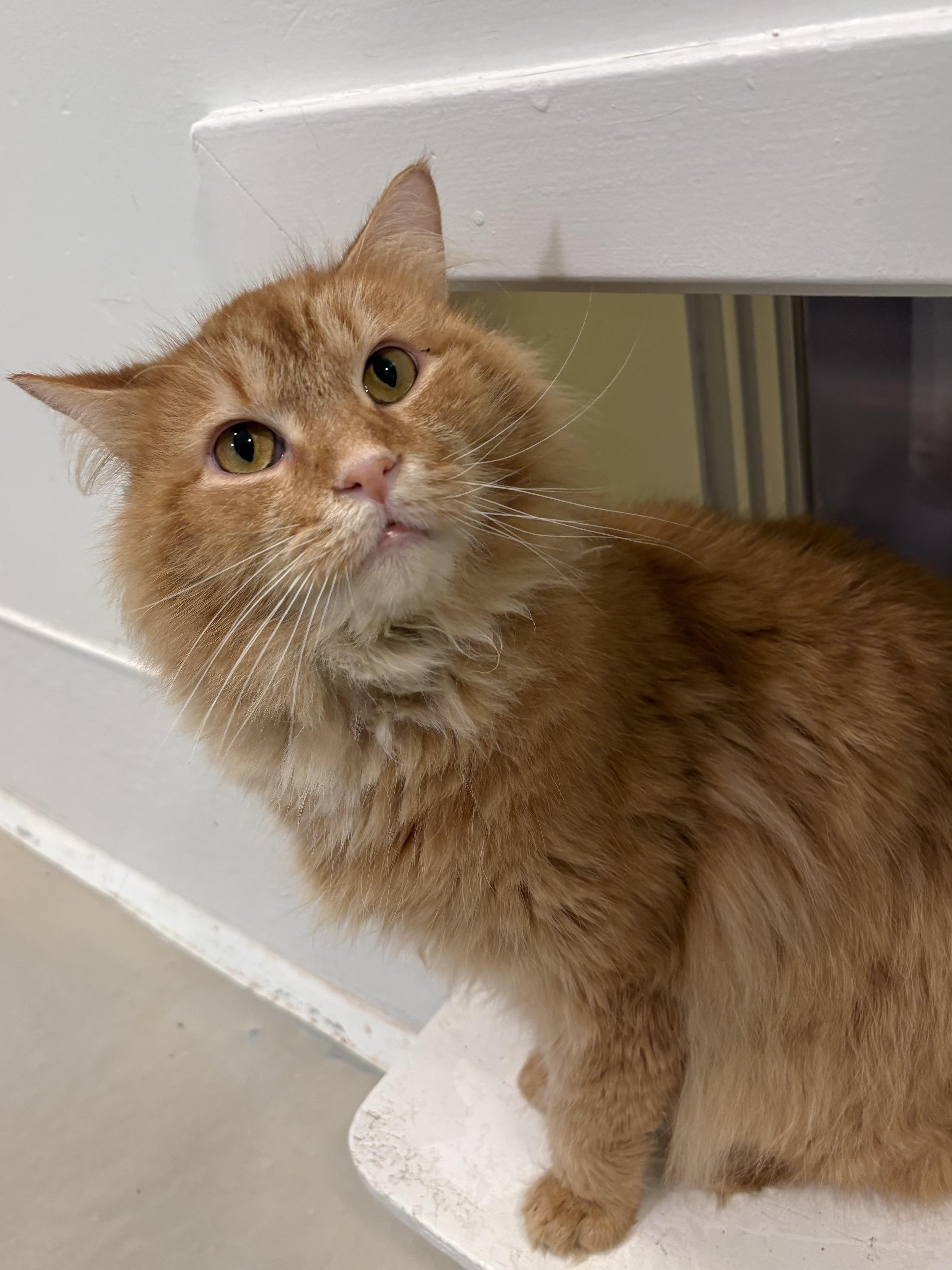 Phoenix , Adoptable, Adult Male Domestic Long Hair.