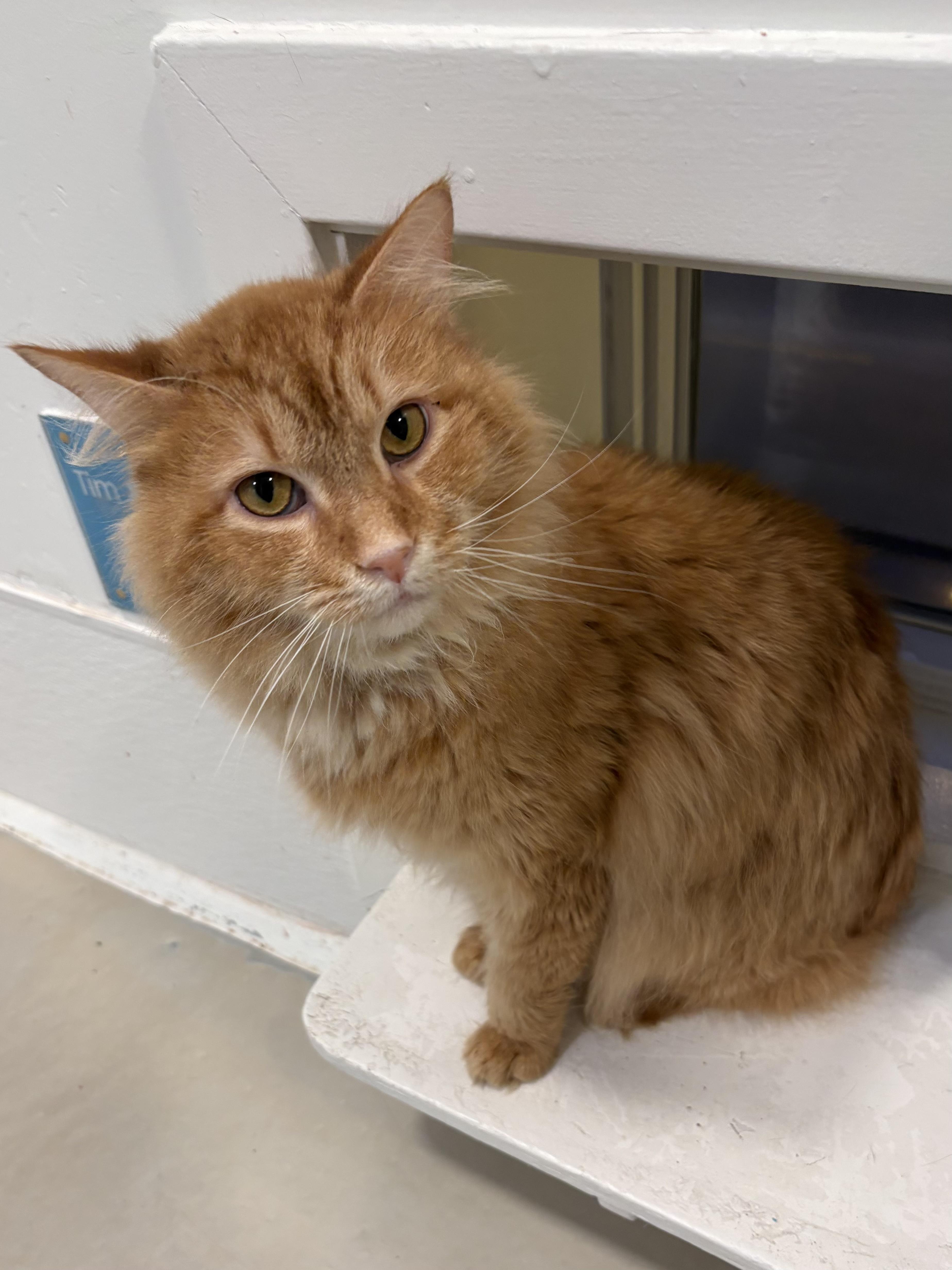 Enlarge Phoenix , a Adoptable Domestic Long Hair in Chicago, IL image 2/3