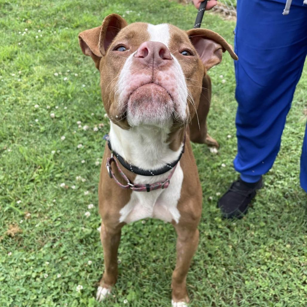 Marco/Ari, a Adoptable American Staffordshire Terrier in Greenville, SC image 1/6