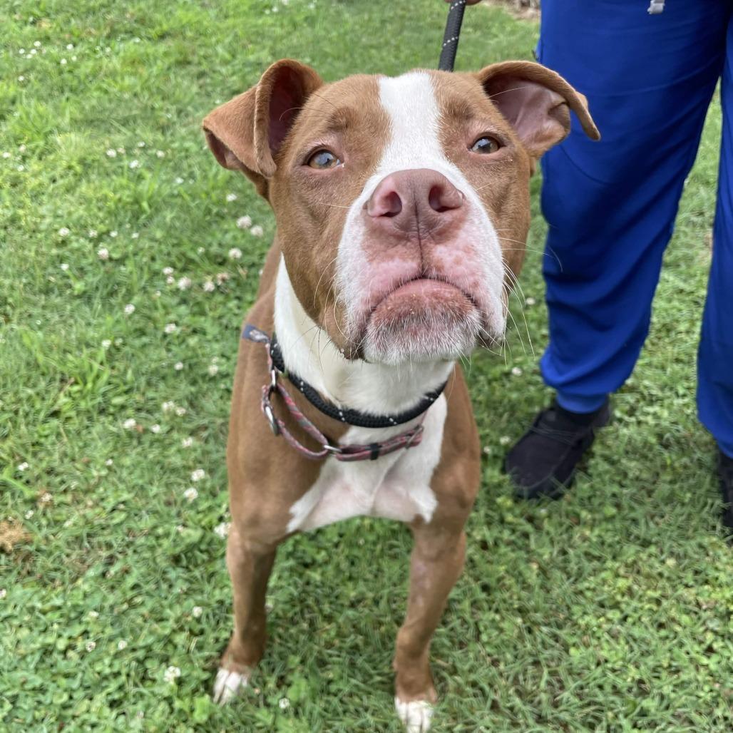 Marco/Ari, a Adoptable American Staffordshire Terrier in Greenville, SC image 3/6